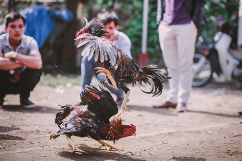 CockFighting .